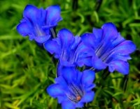 Big dark blue flowers